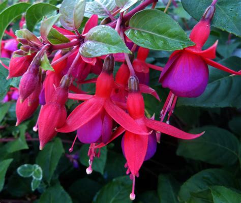 le fuchsia